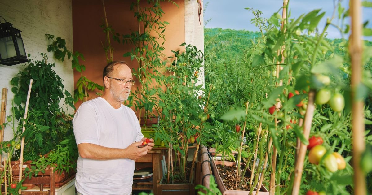 Ovaj paradajz uspeva i na najmanjem balkonu: Raste neverovatnom brzinom, otporan je i pun slatkih plodova