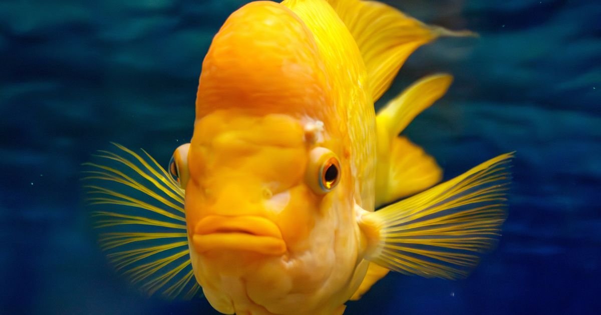 Znate li da ribice menjaju ponašanje kad vide poznatu osobu: Novi dokazi o njihovoj skrivenoj inteligenciji