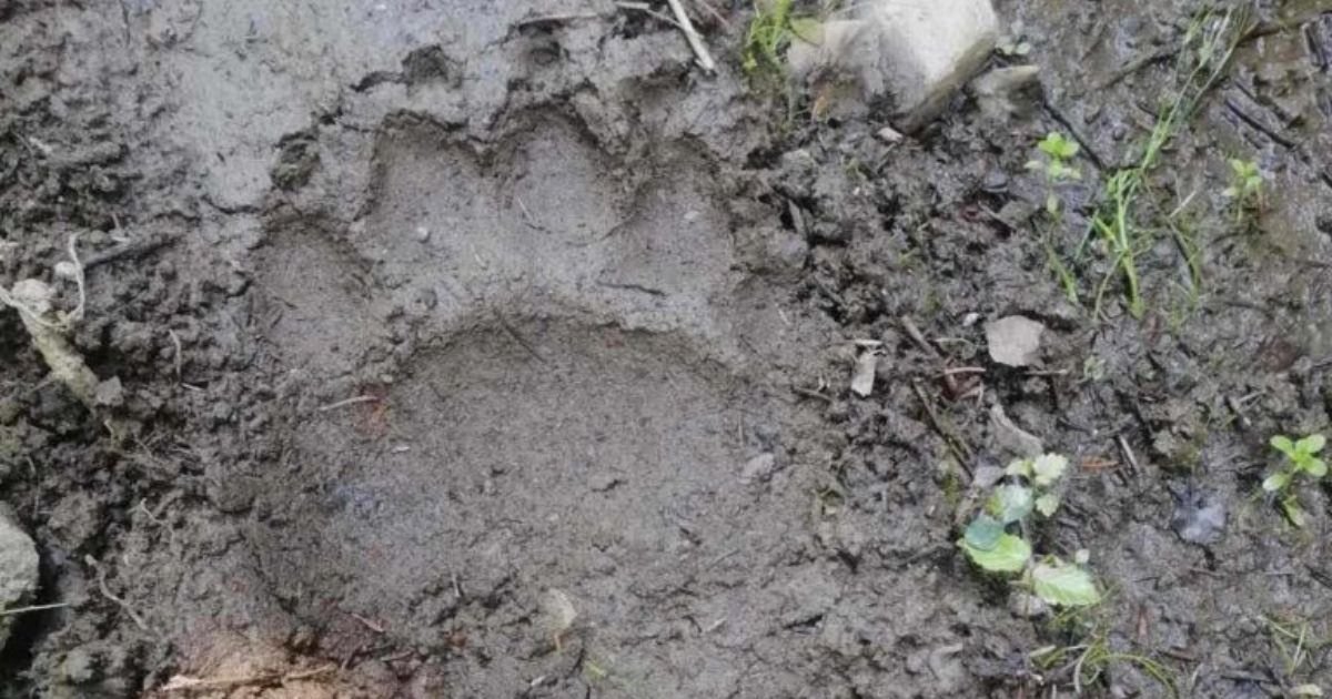 Meštani u strahu: Snimljena opasna zver sa mladuncima na poznatoj lokaciji