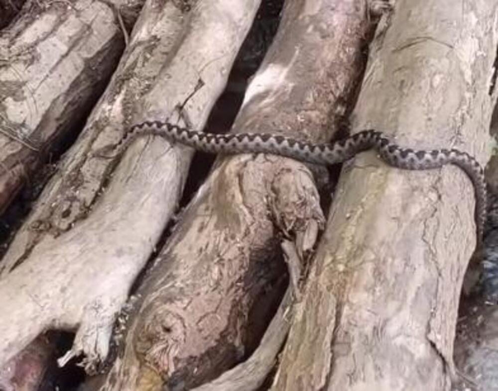 OTROVNA ZMIJA UŠLA U LOKAL USRED BELA DANA: Ljudi na zapadu Srbije u OPŠTOJ PANICI! Pogledajte GMIZAVCA! (FOTO)