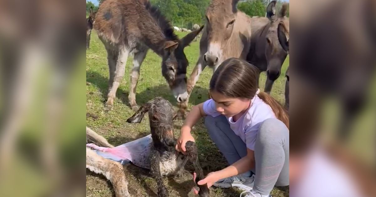 Ovo je malena Anđelija koja je oduševila Srbiju: Pomogla magarcu Joci da dođe na svet