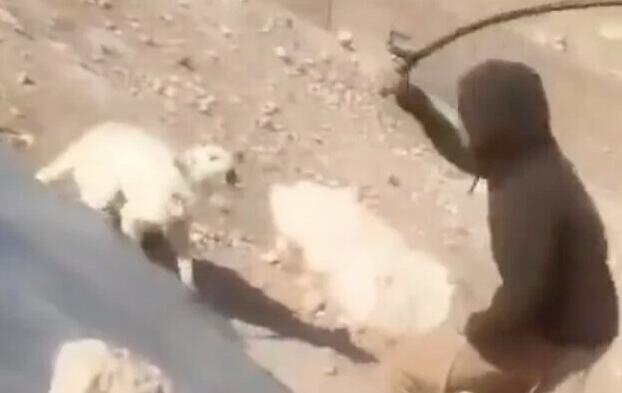 (UZNEMIRUJUĆI VIDEO) STRAVIČNO NASILJE NAD ŽIVOTINJAMA! Mladić sa kapuljačom snimljen kako KRVNIČKI udara psa MOTKOM tokom upada u palestinsko selo!