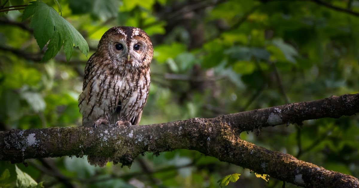 Nekoliko ogrebotina i puno srce; Paraglajderista iz Despotovca pronašao povređeno mladunče sove