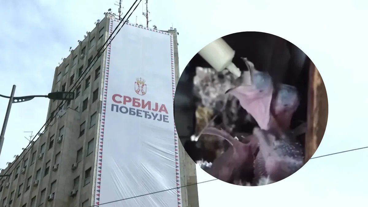Najugroženiji ptići iz Palate Albanija prebačeni na Institut "Siniša Stanković"