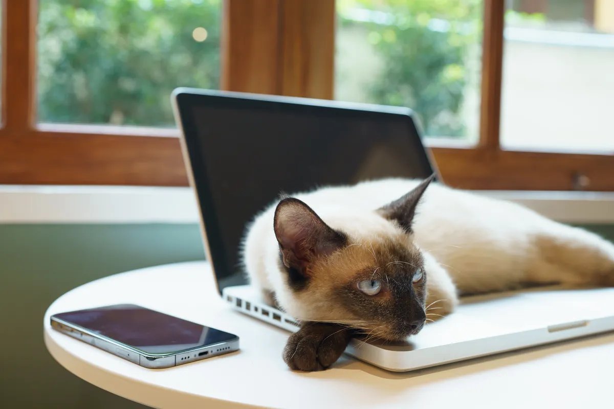 Ne tako simpatičan razlog zbog kog vaša mačka stalno leži na laptopu