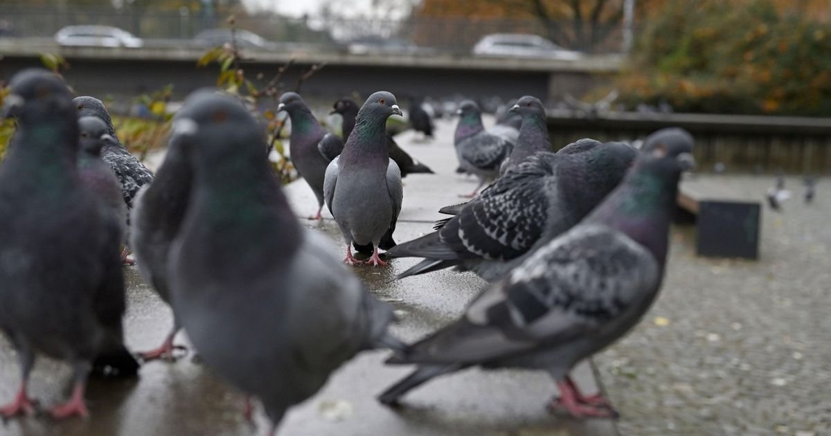 Ptice masturbiraju i to je potpuno prirodno ponašanje, otkrivaju naučnici
