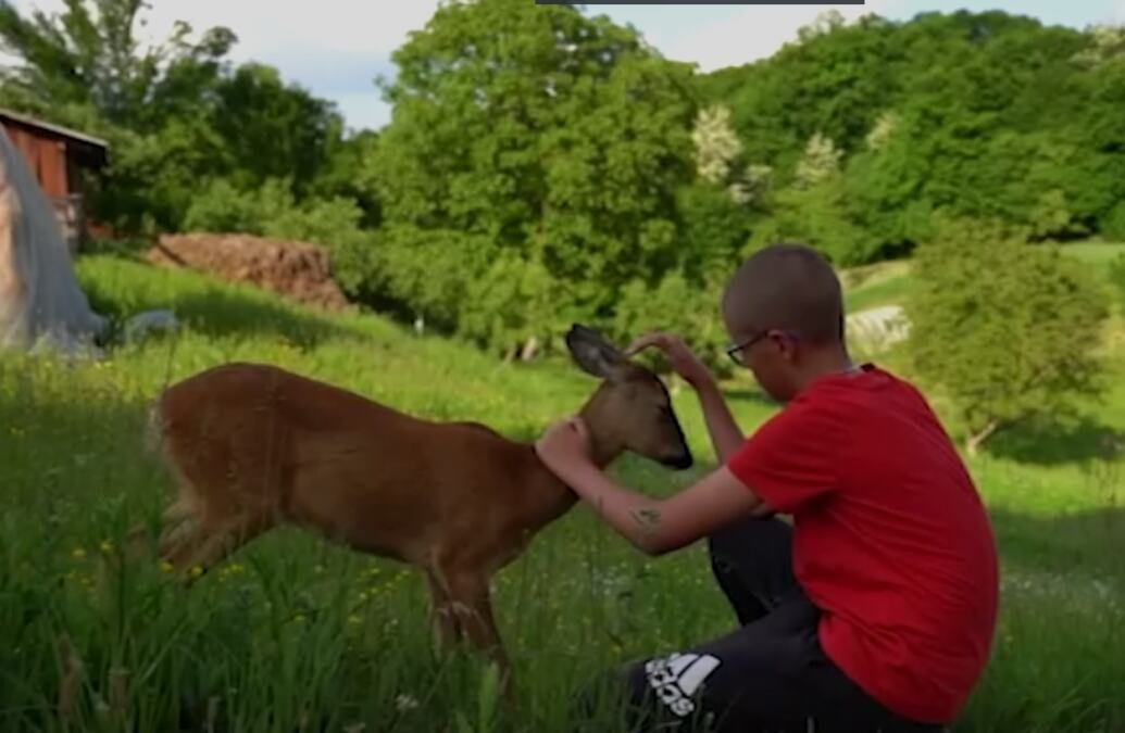 NESVAKIDAŠNJE PRIJATELJSTVO U POŽEGI! Odbačeno lane svakog dana dolazi kod dečaka Bogdana, ne odvaja se od njega: Sve muškatle je POBRSTILA! (FOTO)