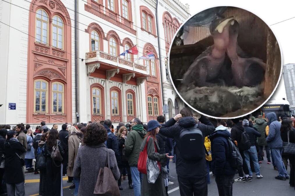 BLOKADERI JOŠ JEDNOM POKAZALI LICEMERJE I DVOSTRUKE ARŠINE! Brnabićeva: Puni su brige o ptićima, a napadaju i tuku građane i policijske službenike!