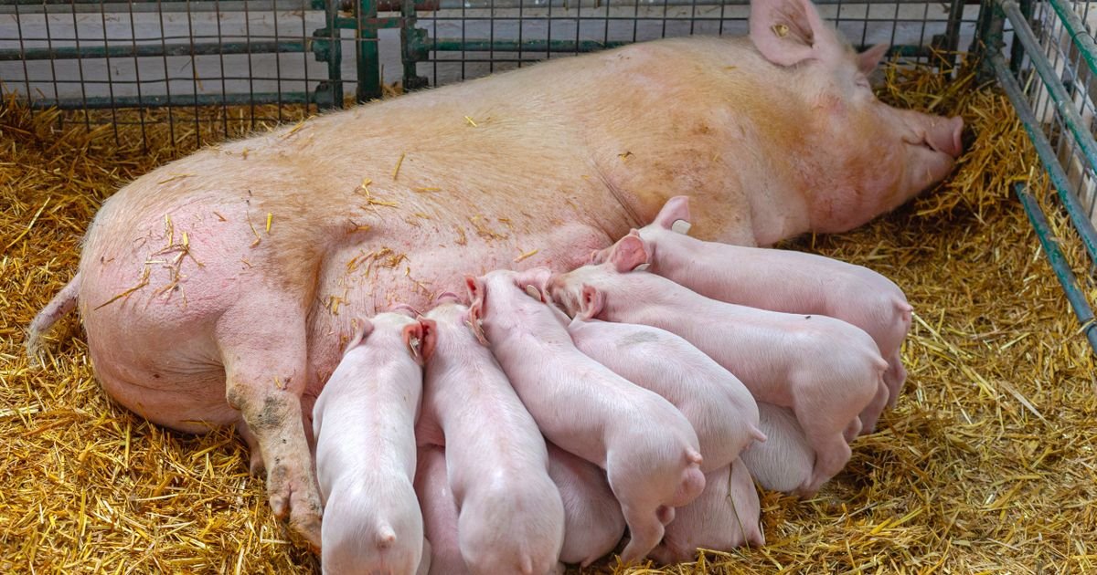 Šta bi se desilo sa životinjama u domaćinstvima ako bismo svi postali vegani: Retko kome padne na pamet
