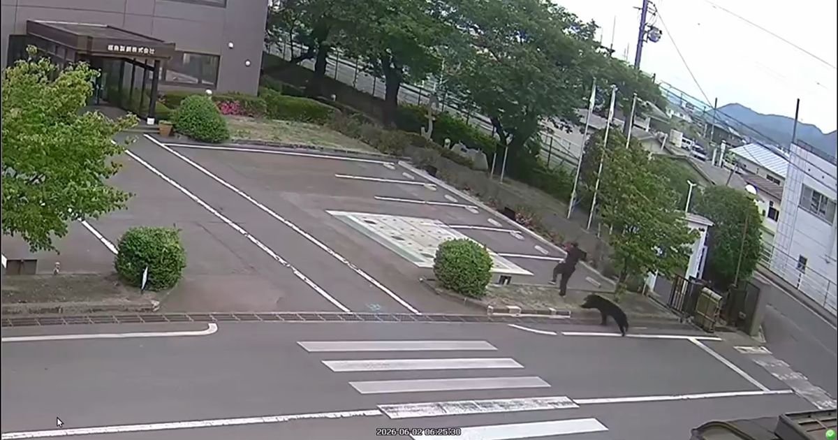 HAOS U JAPANU! Medved povredio četvoro ljudi u stambenom području, SNIMAK JE JEZIV!
