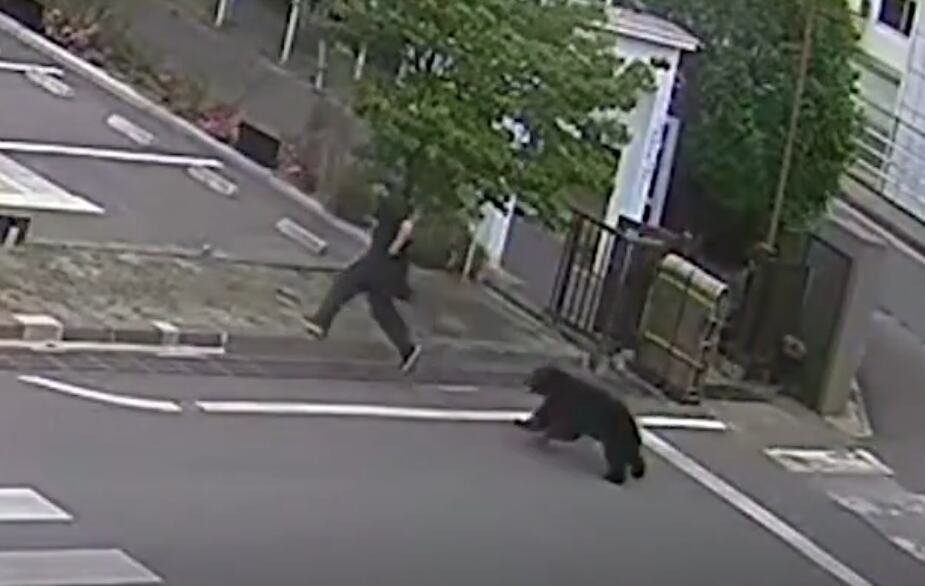 HOROR U JAPANU! Medved povredio četvoro ljudi u stambenom području! Zver skakala ljudima na leđa! (VIDEO)