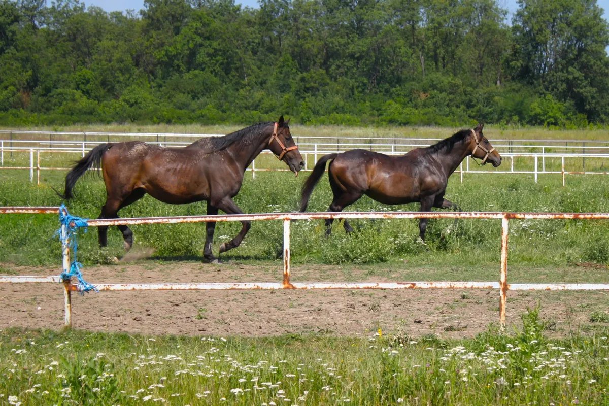 Kobila u Hrvatskoj ubila veterinara tokom intervencije