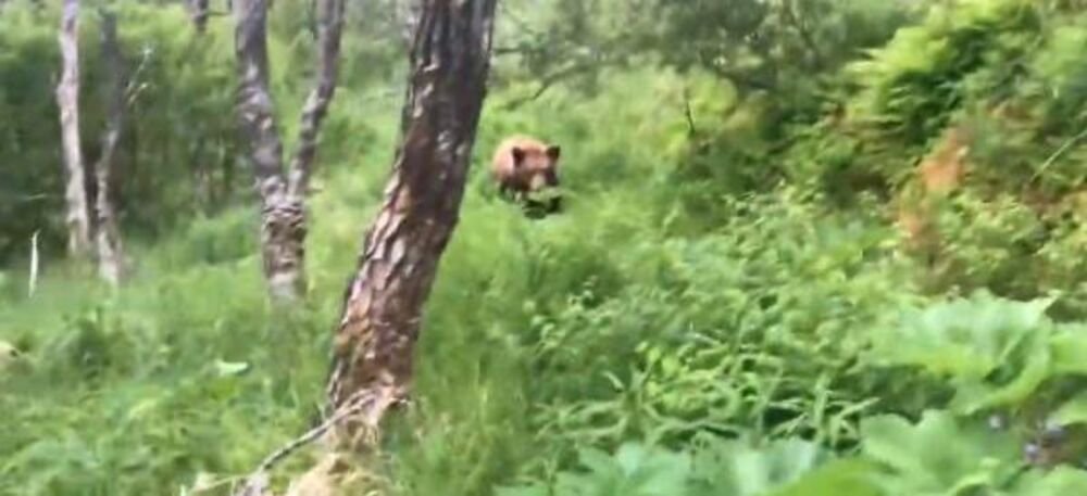 "UMREĆEMO, ZAISTA ĆEMO UMRETI" Planinari oči u oči sa grizlijima - jedan se našao ispred, jedan iza njih, a onda...
