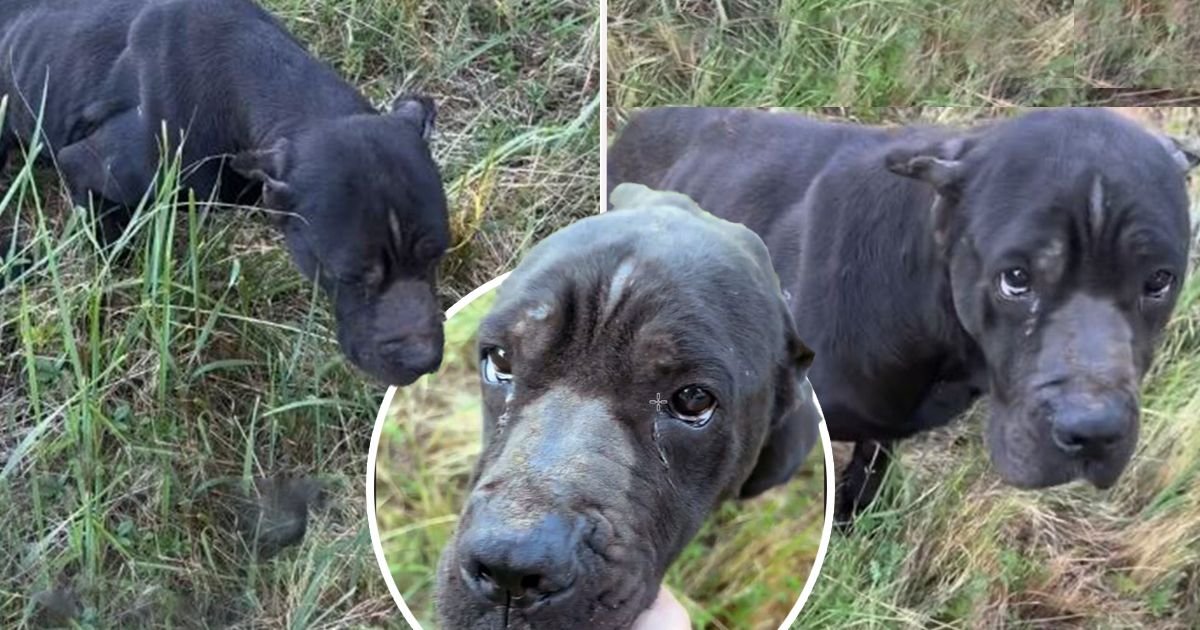 Kost i koža, nema čip, niko je ne traži: Odbačena i iscrpljena, ženka kane korso umire pred očima Srbije