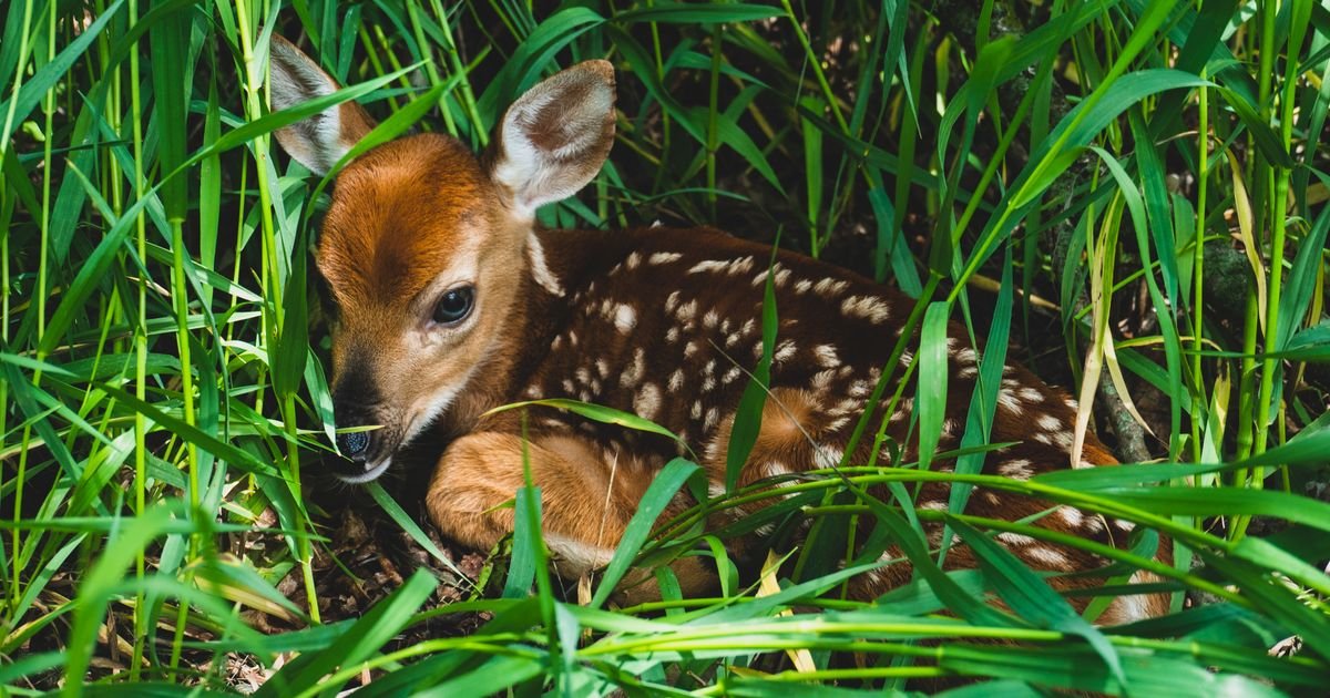 Potresan snimak iz Hrvatske: Lane pronađeno pošto su mu lovci usmrtili majku