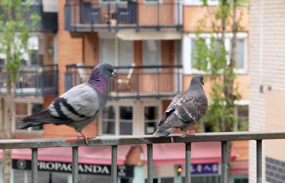 Kako se jednom zauvek otarasiti golubova? Ovo je najefikasnije rešenje, plašiće se kao "đavo od krsta"!