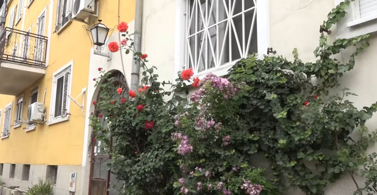 OVA ULICA U BEOGRADU IMA SVOJ ZID RUŽA! I nema ko ne zastane da mu se divi, a sve je počelo od Stanojkinog muža! Bila je ljuta borba: Oni čupaju, on sadi! VIDEO