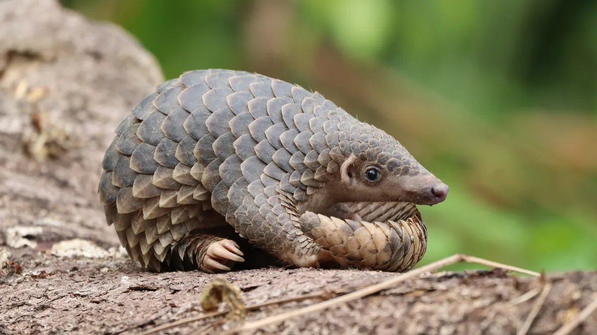 Najkrijumčareniji divlji sisar na svetu: Kako je jedan pangolin preživeo i vratio se u prirodu