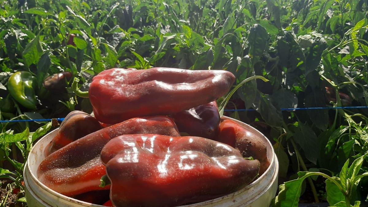 Tajna krupne i mesnate paprike: Evo kada moraju da se okopaju i šta je najvažnije uraditi nakon zalivanja