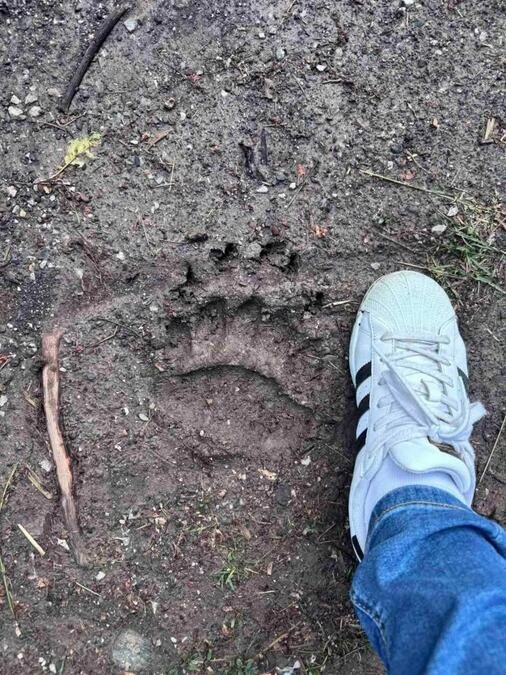 ZVER POKLALA ŽIVOTINJE NA SAMO 12 KM OD GRADA! Horor u Srbiji, otkriveni jezivi otisci meštani u strahu (FOTO)