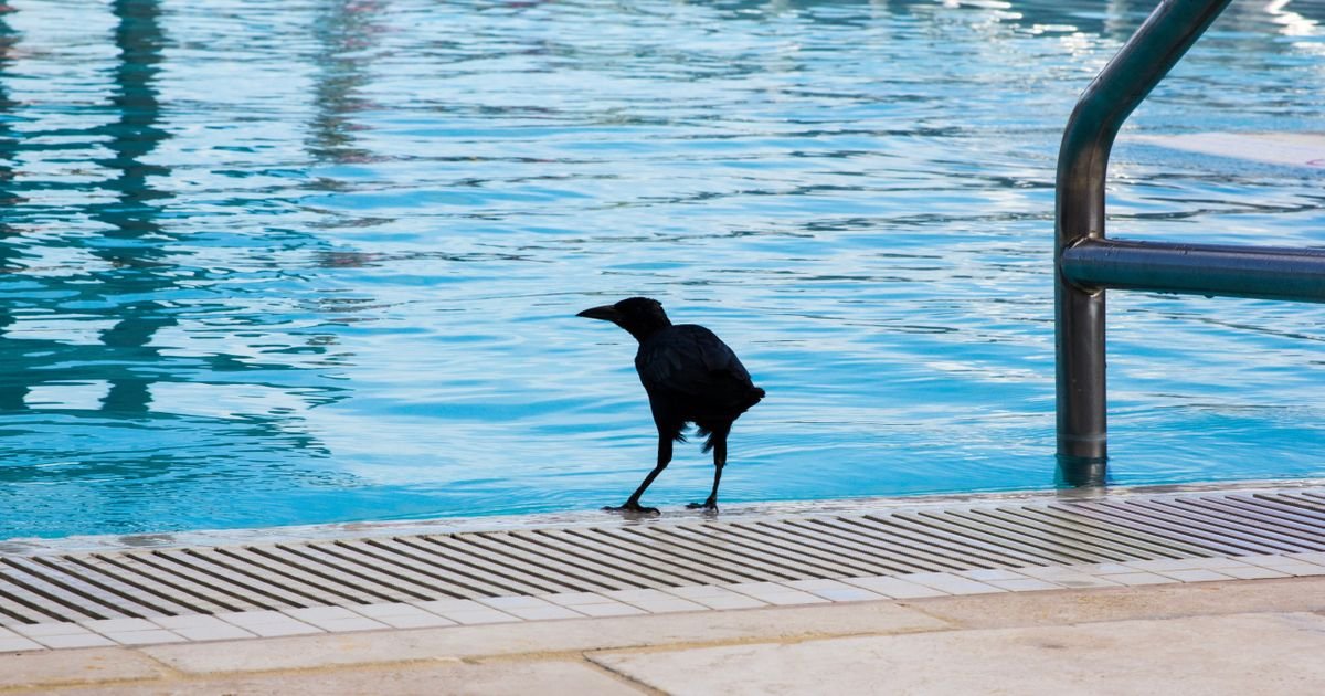 Žena spasila vranu koja se davila u bazenu, a onda je ptica iz jata donela POKLON u znak zahvalnosti
