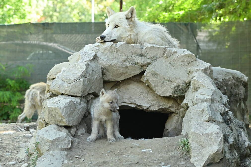 LEPE VESTI IZ SKOPLJA! Zoološki vrt dobio prinove - dva mala bela vuka! Objavljene fotografije (FOTO)