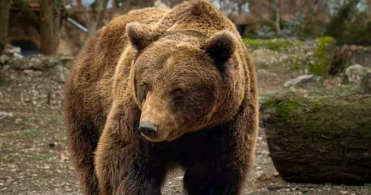 Oštetio košnice i razbacao opremu: Zver probila ogradu i "ojadila" pčelara sa Bjelasice