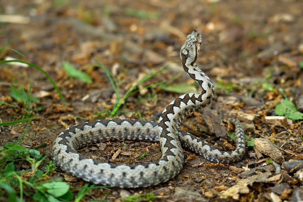 Zmije posle kiše mogu da se zavuku u dvorište i kuću: Ova mesta najčešće biraju za sklonište