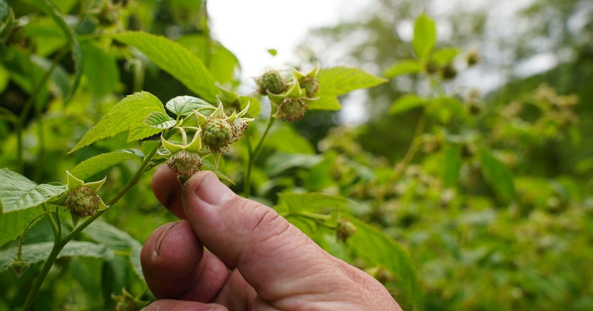 Sitno se odbrojava do početka berbe malina: Evo koliko traže voćari u odnosu na prošlu godinu