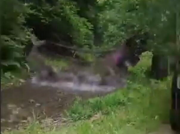 SRUŠIO SE DRVENI MOST, DECA UPALA U REKU! Incident u Ukrajini, povređeni prebačeni u bolnicu (VIDEO)