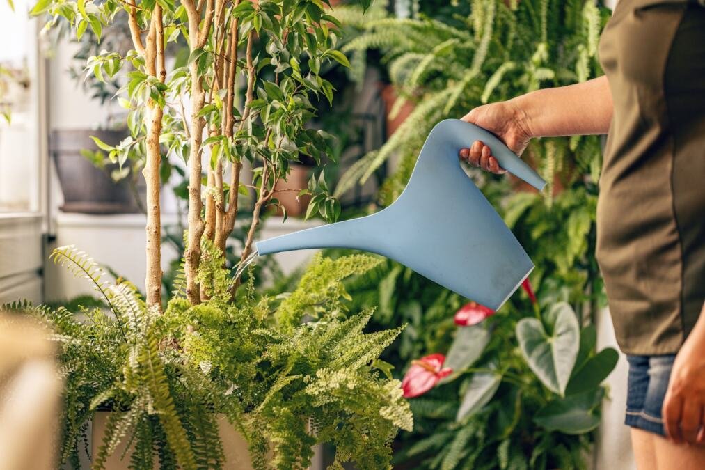 5 sobnih biljaka koje će rashladiti vaš dom bez klime i ventilatora: Jednostavne su za održavanje i ulepšavaju prostor