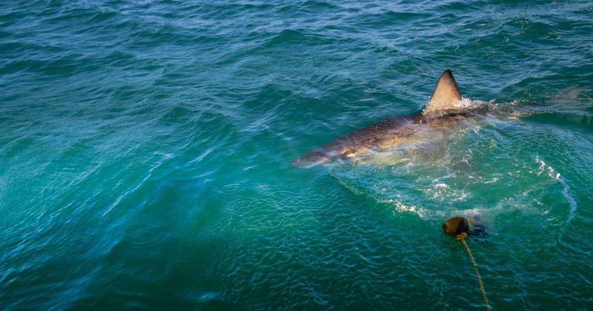 ŠOK U DUBINAMA SREDOZEMNOG MORA Prvi put snimljena velika bela ajkula, ronilac drhtao od straha!