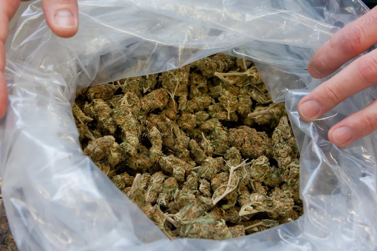 Uhapšene dve osobe u Novom Sadu: Policija zaplenila 4,8 kilograma marihuane