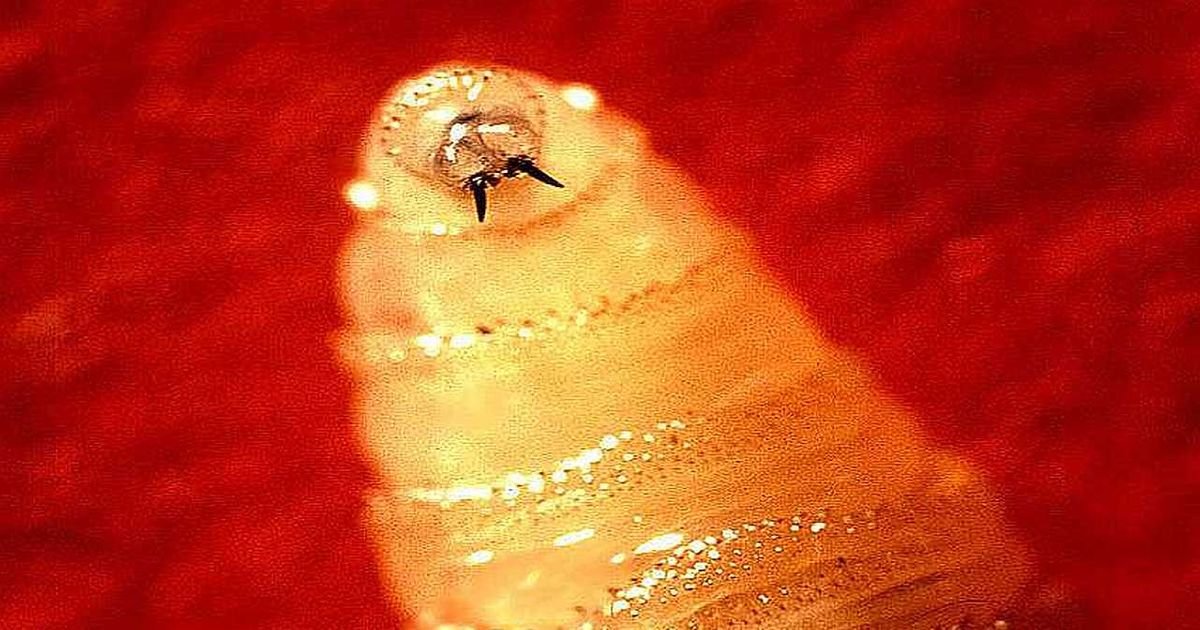 Parazit koji jede živo tkivo širi se Amerikom: Potvrđeni novi slučajevi "virusa" novog sveta