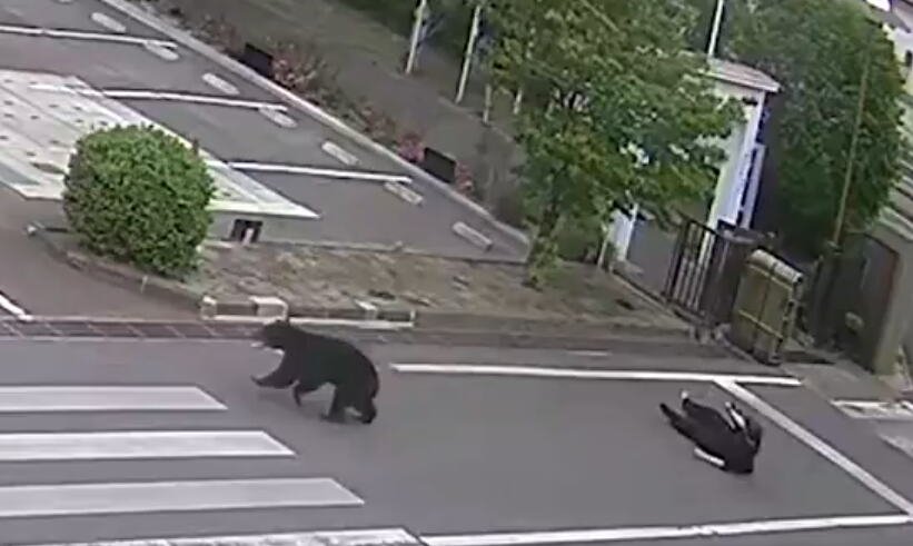UHVAĆENA ZVER KOJA JE PARALISALA JAPAN! Životinja koja je zatvorila 94 škole i uterala strah u kosti građanima KONAČNO DOLIJALA! (VIDEO)