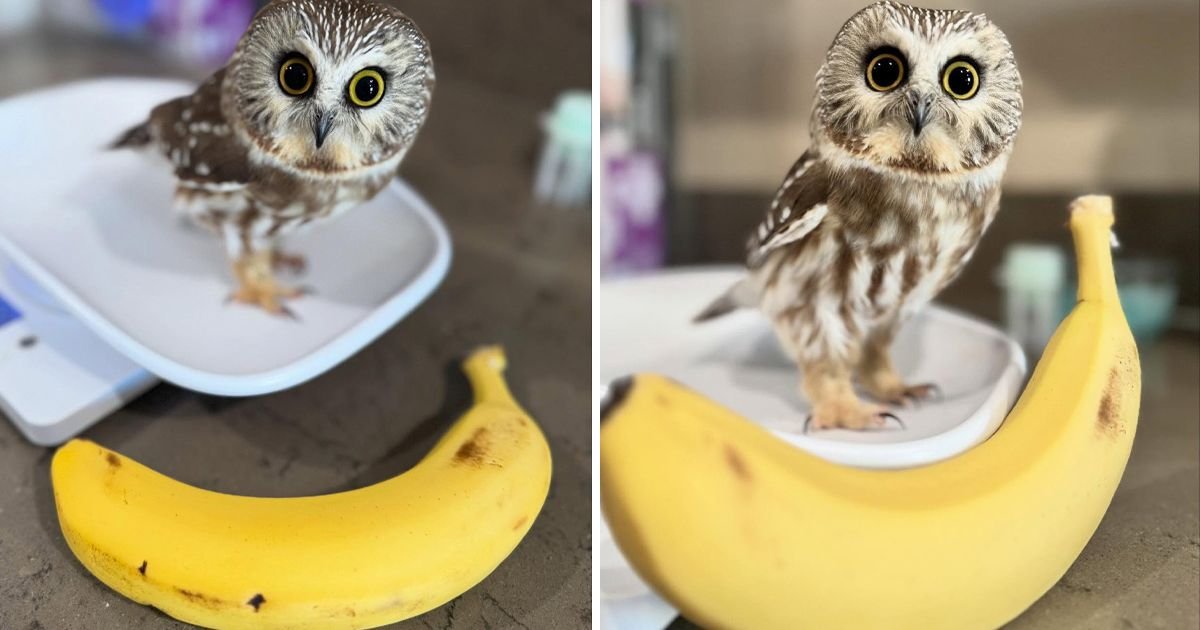 SOVA MANJA OD BANANE postala hit na internetu: Saznajte zašto je slika patuljaste grabljivice obišla svet