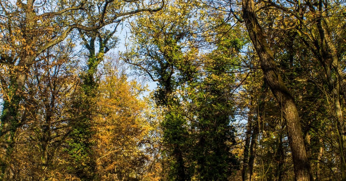 Šok snimak sa juga Srbije! Mrcina se šeta po dvorištu, čovek ga snima: Meštani u strahu