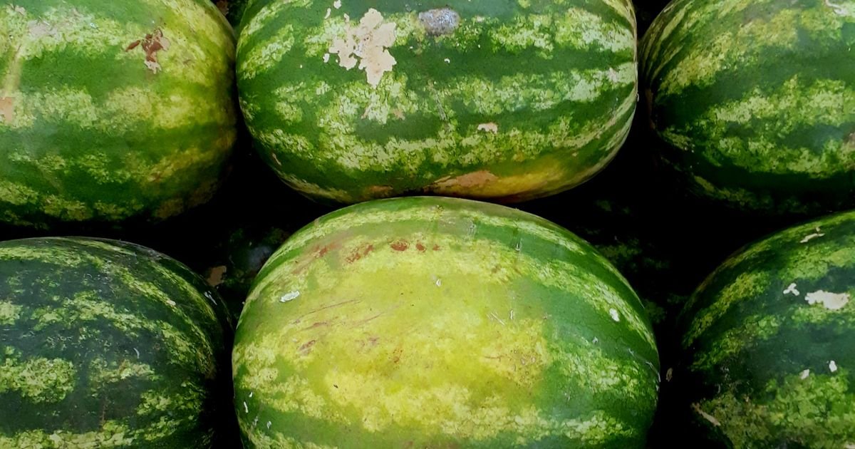 7 trikova kako da UVEK odaberete lubenicu slatku kao med: Obratite pažnju na oblik