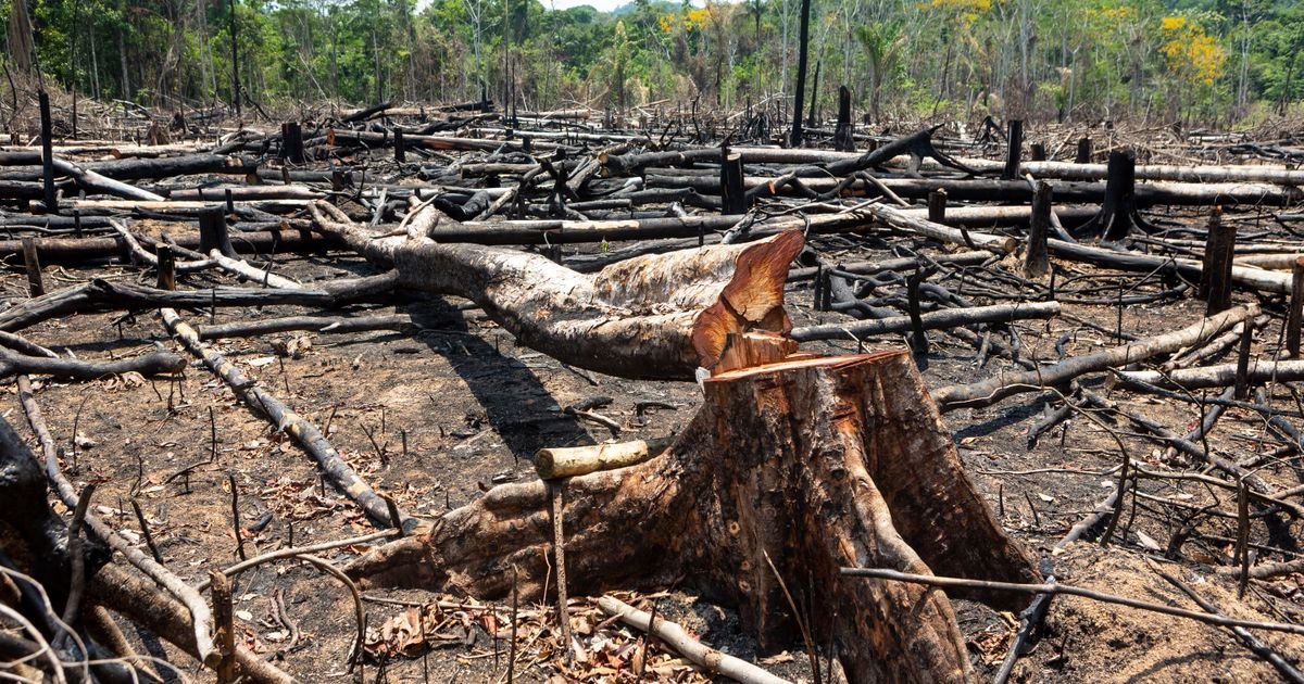 PARADOKS Tramp koji negira klimatske promene uvodi takse Brazilu zbog seče šuma u Amazonu?!