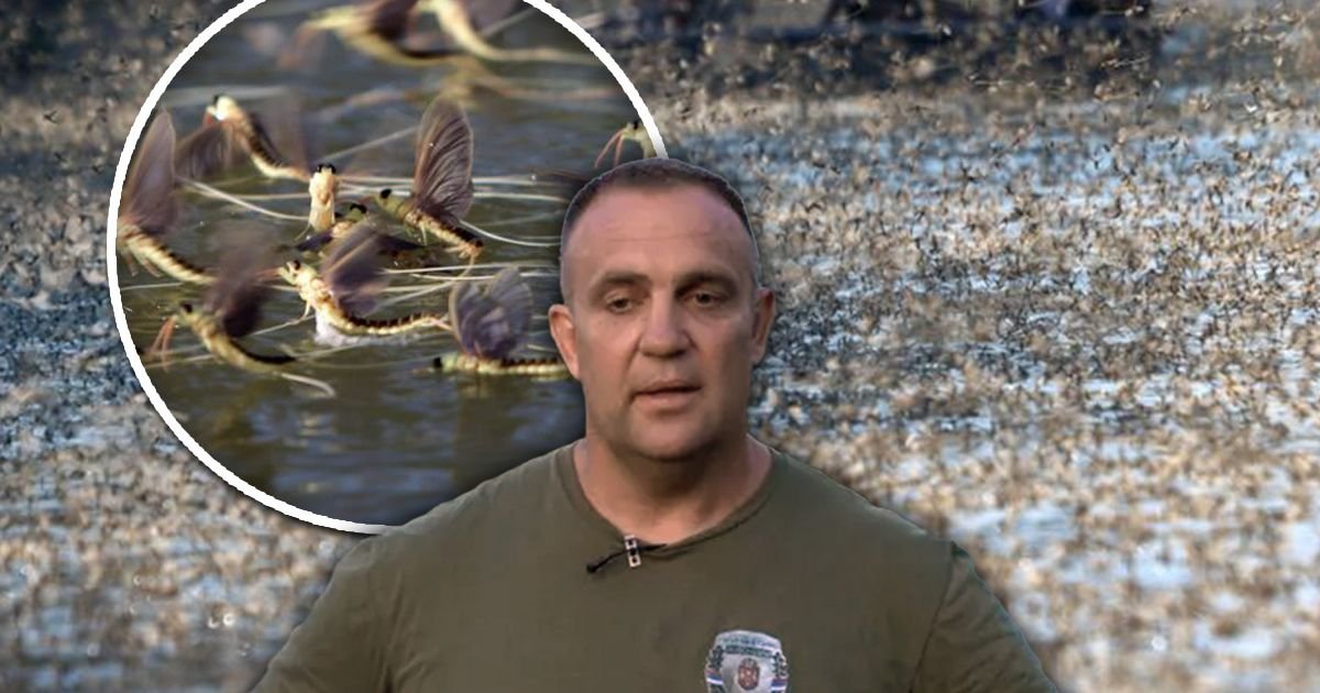 Čekaju 3 godine u tami za samo par sati ljubavi: Na Tisi smo posmatrali najtužniji i najlepši fenomen na svetu