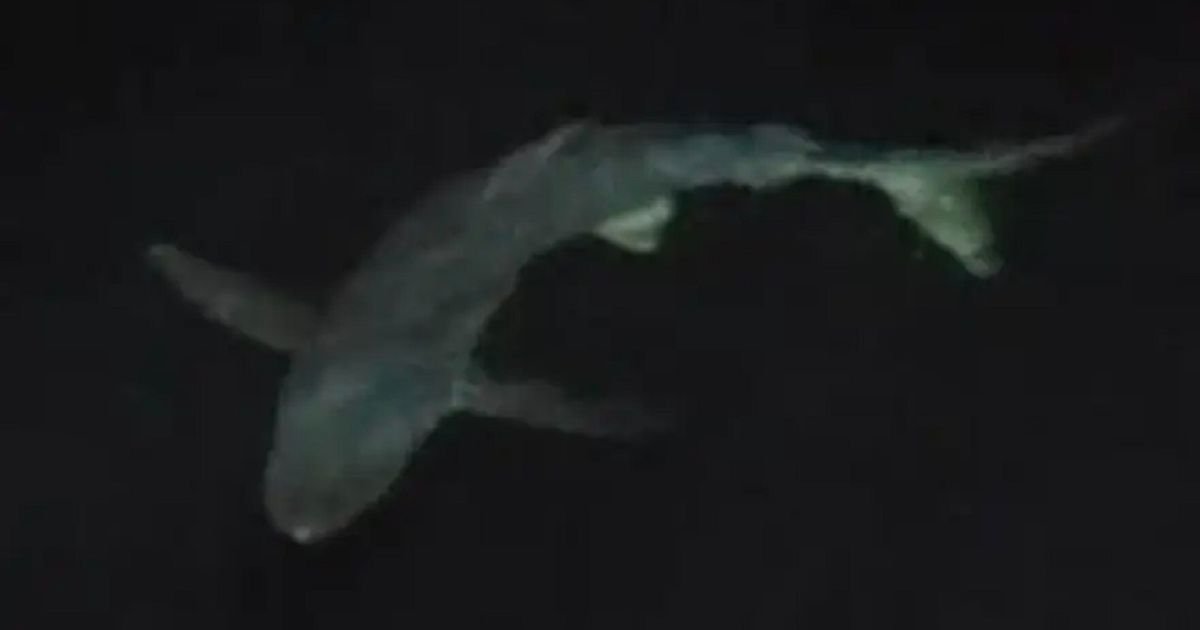 "Morski pas plivao nam je oko broda...": Nesvakidašnji snimak sa Jadrana!