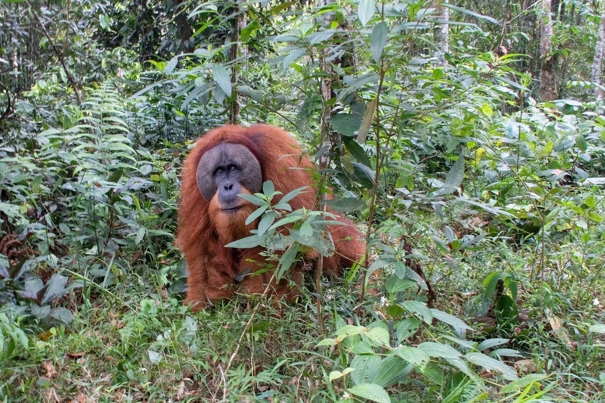 Ekstremne padavine u Indoneziji prošle godine ugrozile opstanak najređih velikih majmuna
