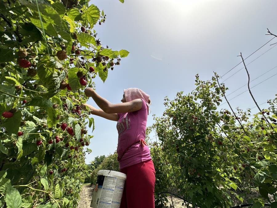 Suzanu muž varao s beračicom malina, a istinu otkrila zbog jednog broja u svesci: Pratila ga do malinjaka, pa se šokirala, a onda je progovorila i komšinica