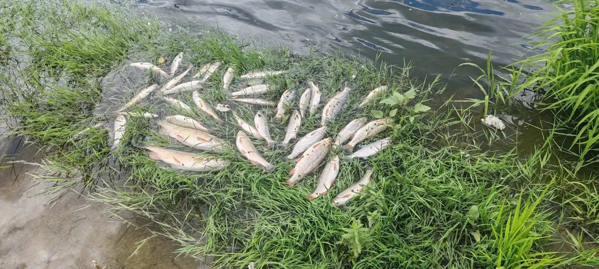 (FOTO) Pomor ribe u reci Kolubari u centru Valjeva i mestu Divci