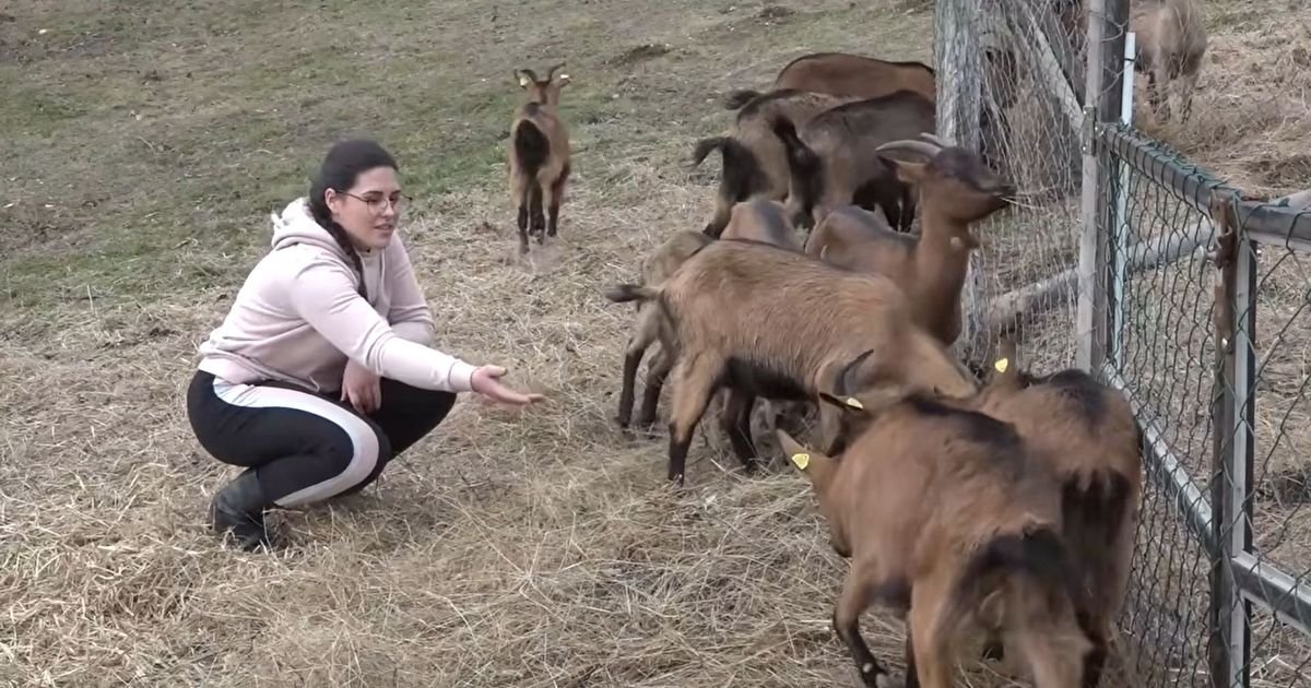 Njoj gradski život ne treba: Jovana je izabrala kozarstvo, a evo šta koze rade kada pokuša da ode od njih