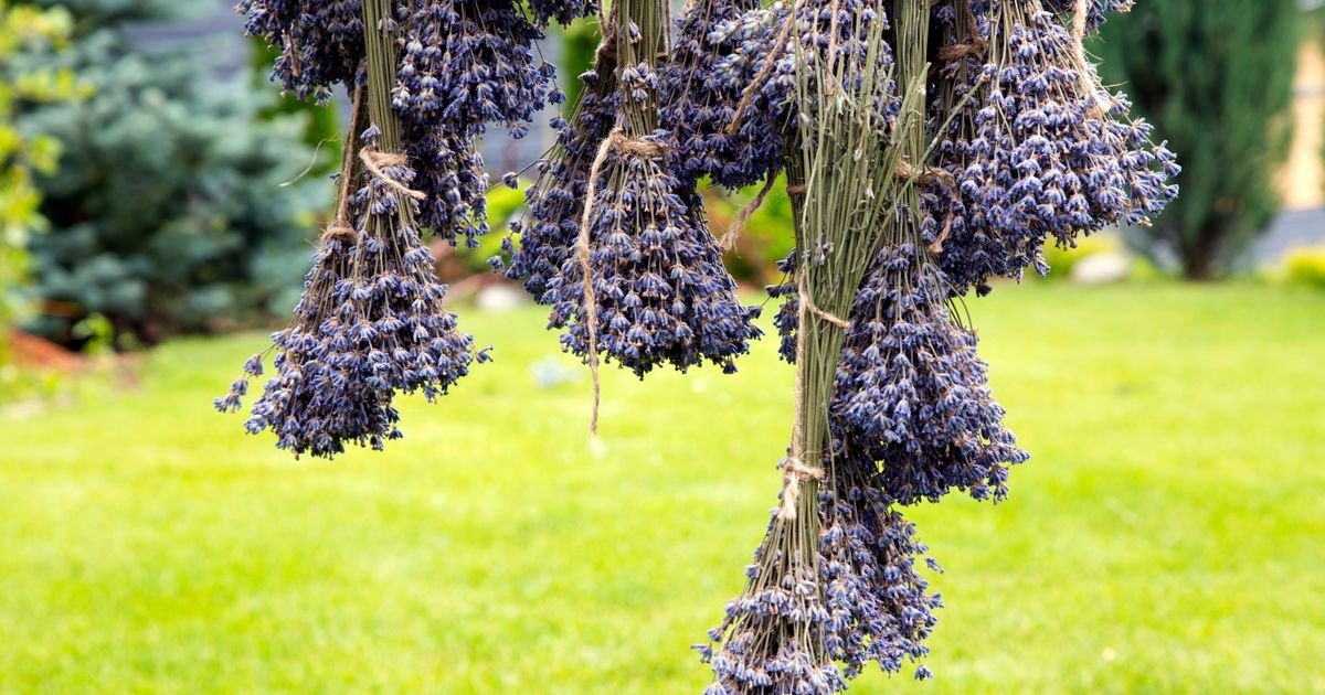 Miriše na leto i smiruje kao malo šta drugo: Ovako se suši lavanda da bi trajala godinama