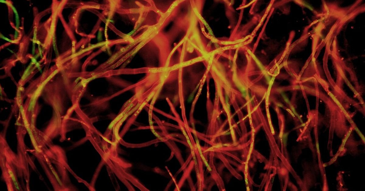 Gljivična mreža skrivena ispod naših stopala: Tajna mreža gljiva mogla bi da okruži Zemlju 2,7 BILIONA puta