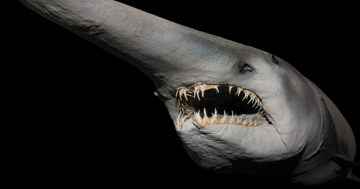 Prvi snimak žive ajkule iz doba dinosaurusa: Naučnici zanemeli kad su videli šta pliva u mračnim dubinama