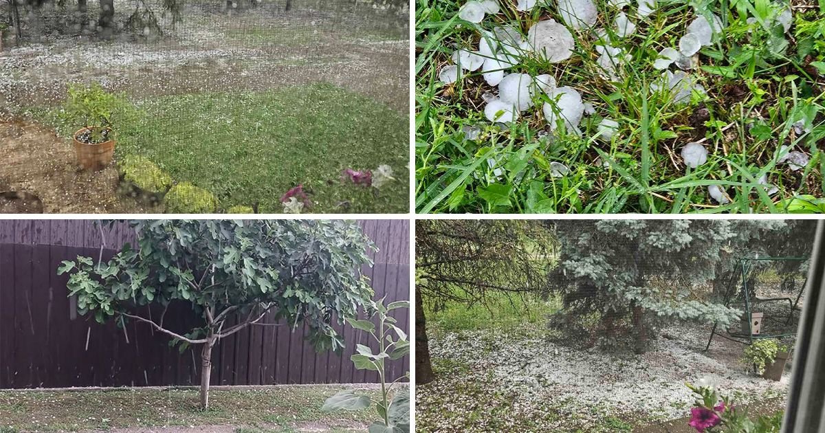 "Da sedneš i PLAČEŠ" Strašne scene u Bačkoj Topoli, meštani očajni! Uništeni usevi, grad pobio sve! (VIDEO)