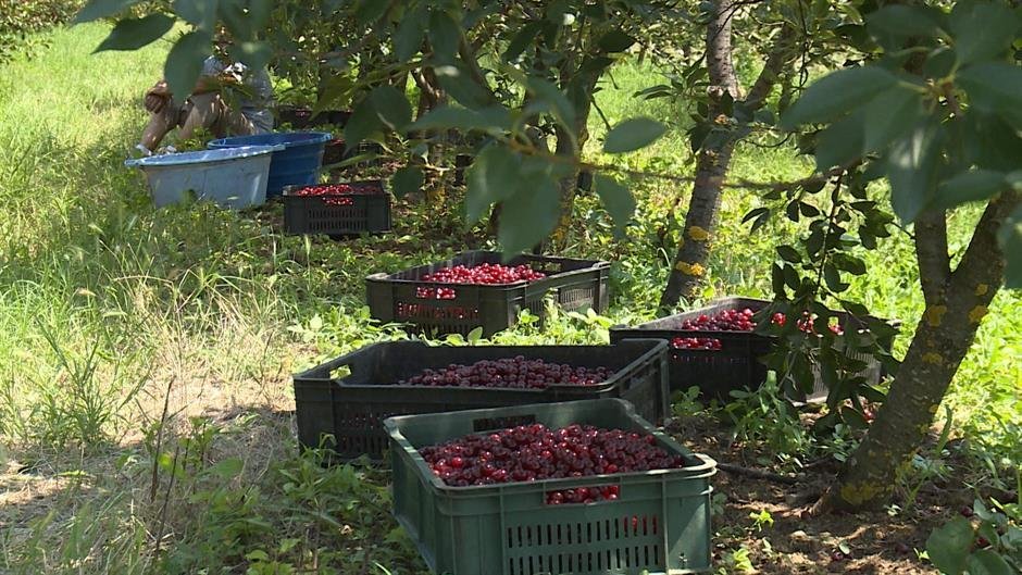 Proizvođači višanja bojkotovaće 48 sati prodaju tog voća jer otkupljivači nisu objavili otkupnu cenu
